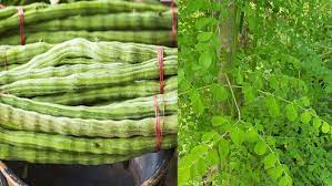 সজনে পাতার গুড়া