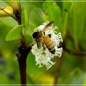 খলিসা ফুল